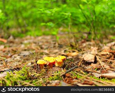 small Chanterelle in the forest. small Chanterelle in the forest found in May