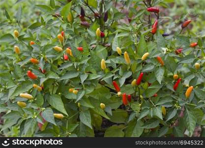 Small Chilli Pepper Bush Growth