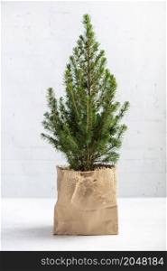 Small Christmas tree in a pot wrapped in paper, undecorated, Zero waste eco Christmas and New Year concept. Zero waste eco Christmas and New Year concept