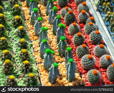 small colorful cacti with flowers