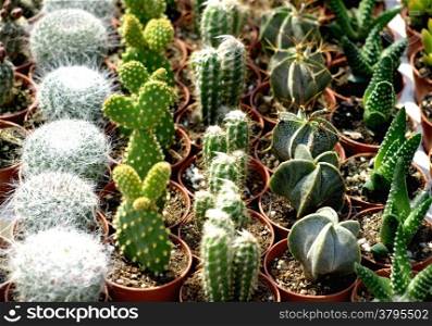 small colorful cacti with flowers