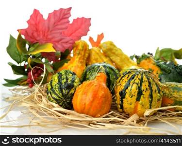 Small Colorful Gourds Collection With Autumn Leaves