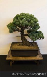 Small competion specimen White Pine bonsai