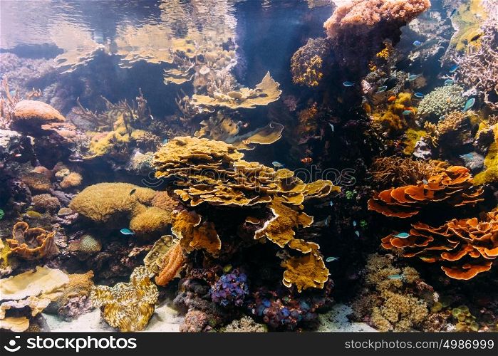 Small Coral Fish In Aquarium