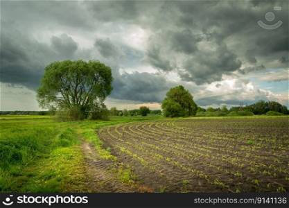 Small corn plants in rows growing in a field, trees and a cloudy sky