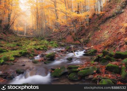 Small creek in autumn red color forest. Smoky Mountains Natioanl Park, USA