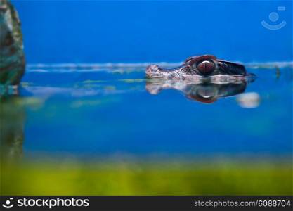 small crocodile head over water
