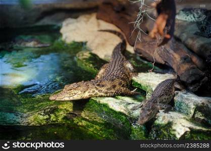 Small crocodiles basking on the rocks near the water in the terrarium.. Crocodiles in terrarium