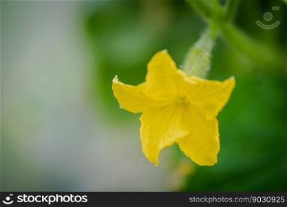 Small cucumber with yellow flower and tendrils close-up on the garden bed. The ovary of cucumber, young cucumber in garden. Blooming with yellow flowers, cucumber plant are tied in garden farm. Yellow cucumber flower
