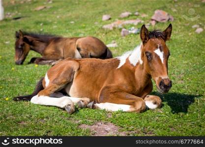 Small cute foals lying on the grass