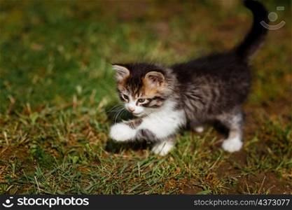 Small cute gray and white kitten walks and plays carefully on green grass. Lovely pet outdoors on summer.. Small cute gray and white kitten walks and plays carefully on green grass. Lovely pet outdoors on summer