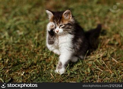 Small cute gray and white kitten walks carefully on green grass. Lovely pet is washed outdoors on summer.. Small cute gray and white kitten walks carefully on green grass. Lovely pet is washed outdoors on summer