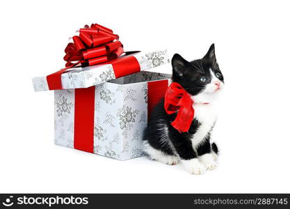 small cute kitten near gift box