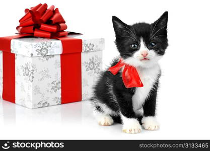 small cute kitten near gift box