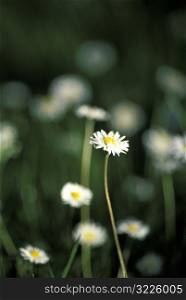 Small Daisies Growing In A Meadow