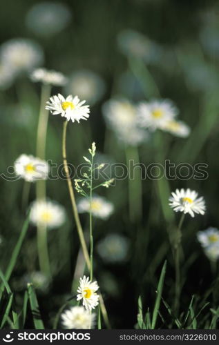 Small Daisies Growing In A Meadow