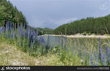 Small dam and beauty blue wildflowers in mountain Plana, Bulgaria