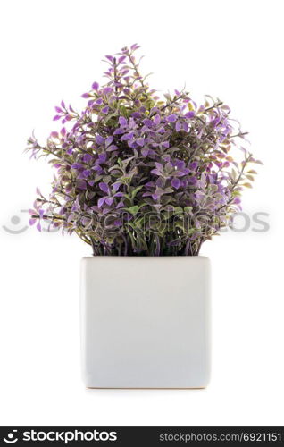 Small decorative plant in a ceramic vase isolated on white background.