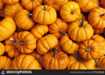 Small decorative pumpkins
