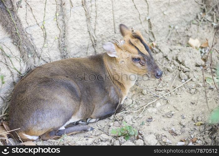 small deer lying on the ground