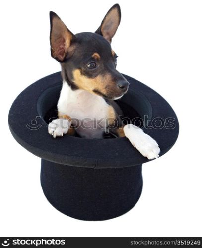 small dog in a magician hat a over white background