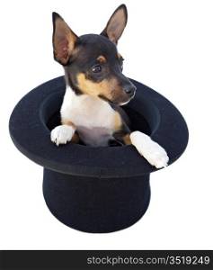 small dog in a magician hat a over white background