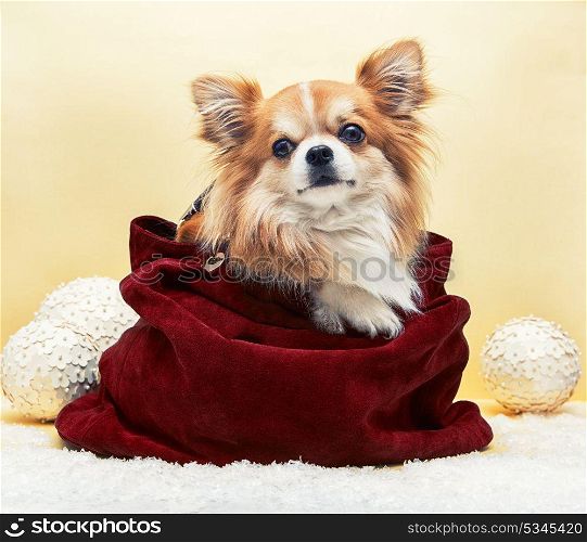 Small dog in the bag. Small dog in the bag on yellow christmas background