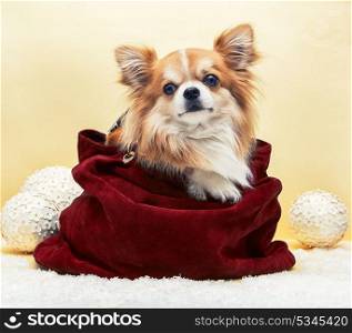 Small dog in the bag. Small dog in the bag on yellow christmas background