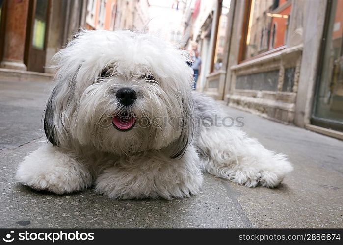 Small dog lying on a street
