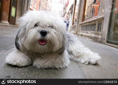 Small dog lying on a street