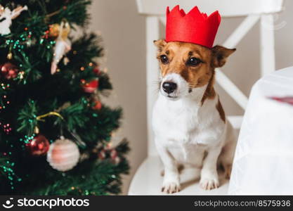 Small dog of jack russell breed poses against decorated fir tree, sits on armchair, being symbol of New Year. Funny pet being indoors. Celebration, winter, holidays, symbol and decorations concept