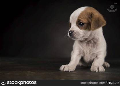 Small dog on a black background