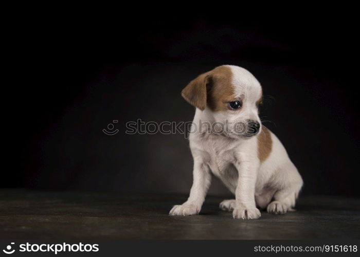 Small dog on a black background