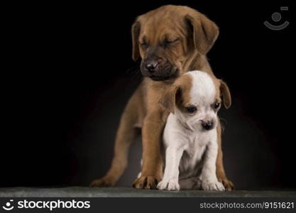 Small dog on a black background