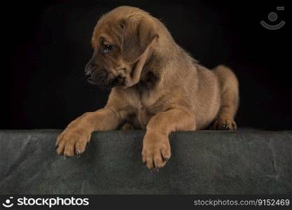Small dog on a black background