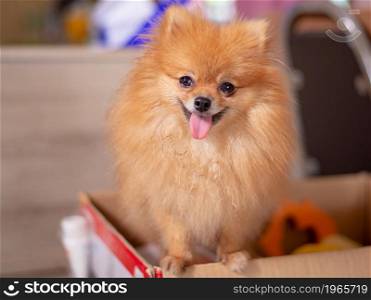 Small dog, Pomeranian Cute tongue lovely pet