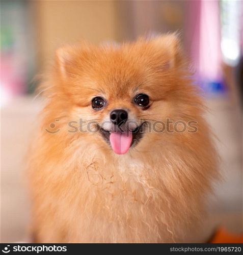 Small dog, Pomeranian Cute tongue sticking, kids like it