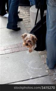 Small dog stick out from carry bag on the sidewalk.