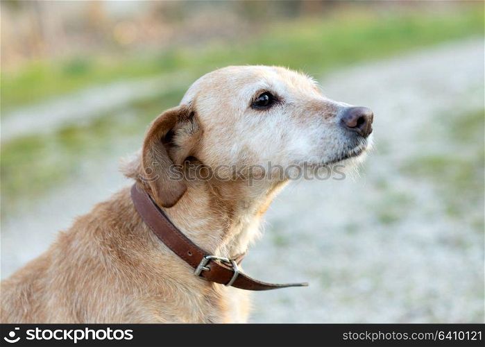 Small dog with collar in the countryside