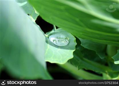 Small drops of dew on sheet of a green plant.&#xA;