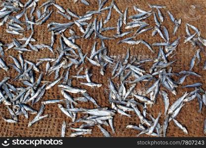 Small dry fish on the carpet in Sri Lanka
