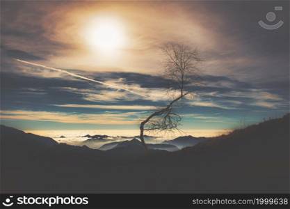 Small dry plant in silhouette in a sky above mountains with low clouds