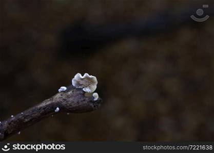 small ear mushroom on a twig in the forest in autumn. ear mushroom on a branch in a forest during autumn