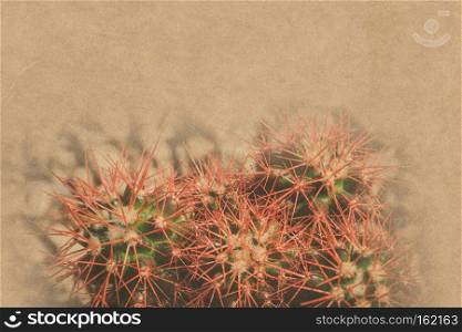 Small echinocactus grusonii rainbow, house plant, succulent, filtered background.