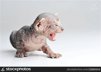 small egyptian bald cat on white background