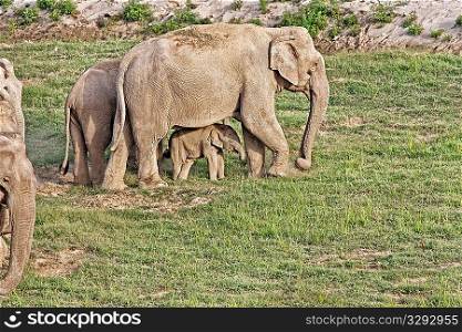 Small Elephant calf under mother belly during foraging.