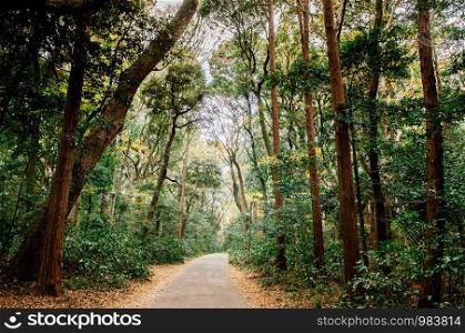 Small empty peaceful road among big trees in lush green forest at Meiji Jingu Shrine park - Tokyo green space