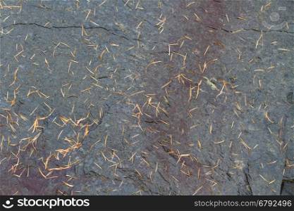 Small fallen pine needles on natural slate rock, background.