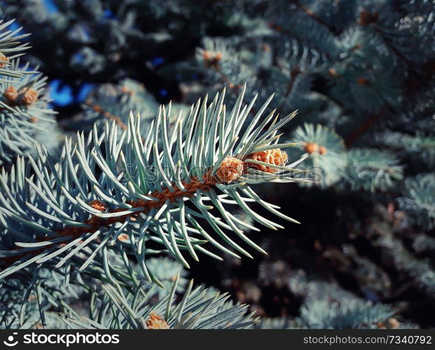 Small fir cone growing on the branch between the tree needles in the forest.