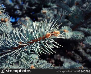 Small fir cone growing on the branch between the tree needles in the forest.